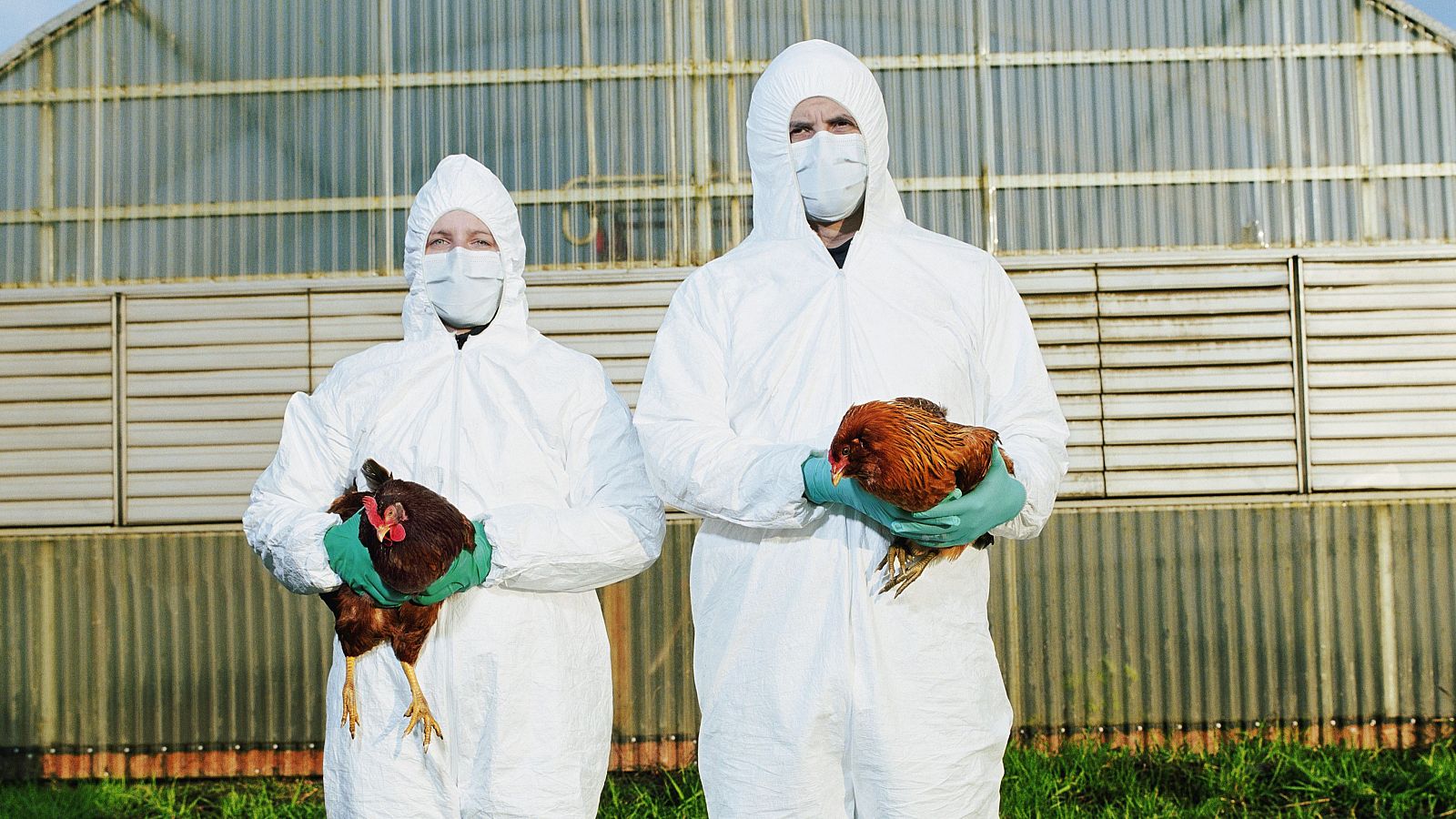 Gripe aviar: ¿Cómo está afectando a España?