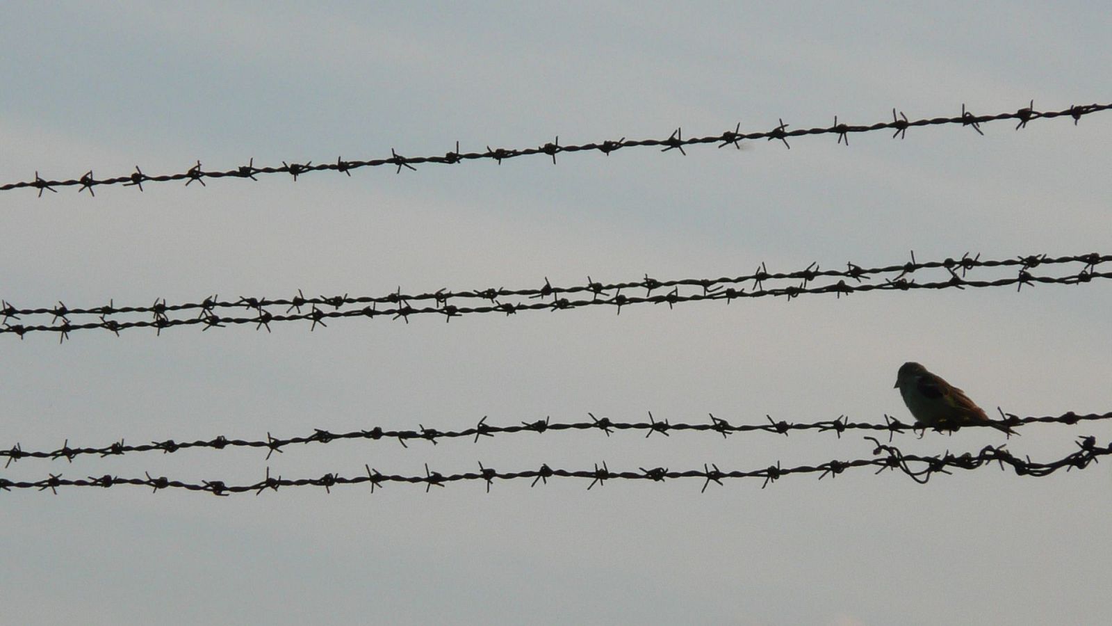 El videoarte combativo y poético de Lisi Prada en 'Metrópolis'