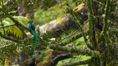 Costa Rica, un dels països amb més biodiversitat del món