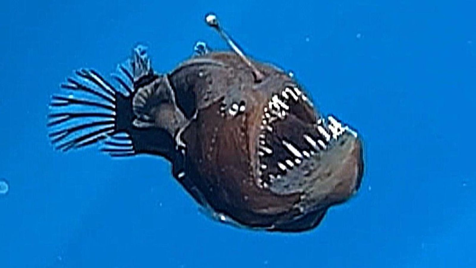 Avistamiento Histórico: diablo negro