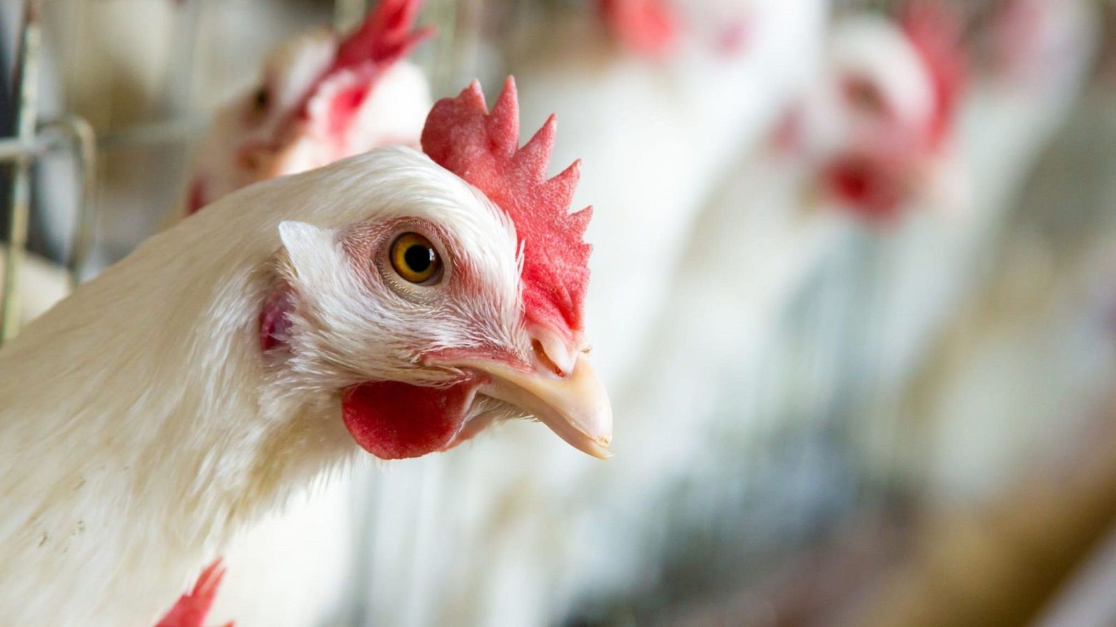 Una gallina en una granja. Foto de archivo