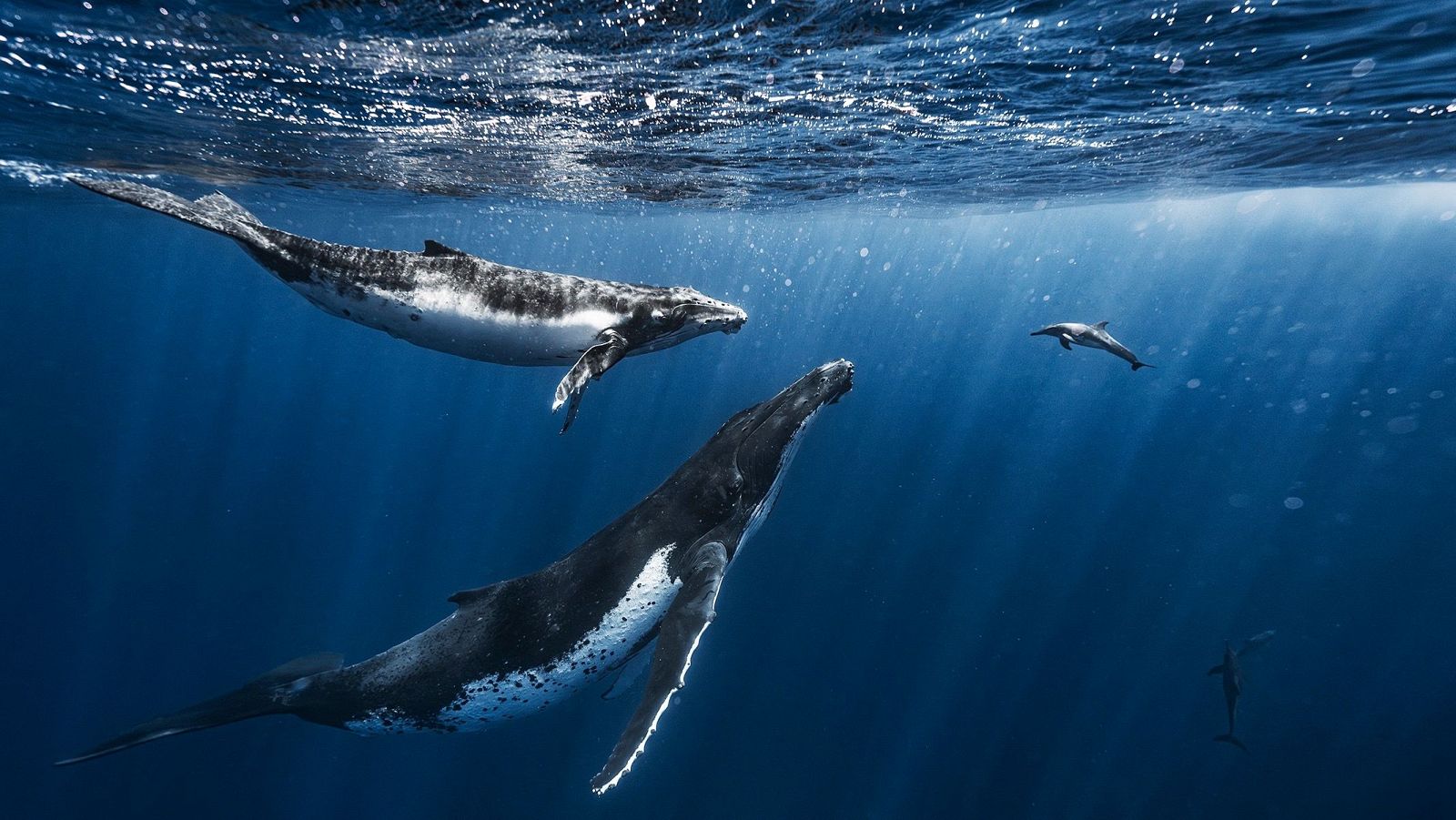 Los riesgos para la conservación de las ballenas