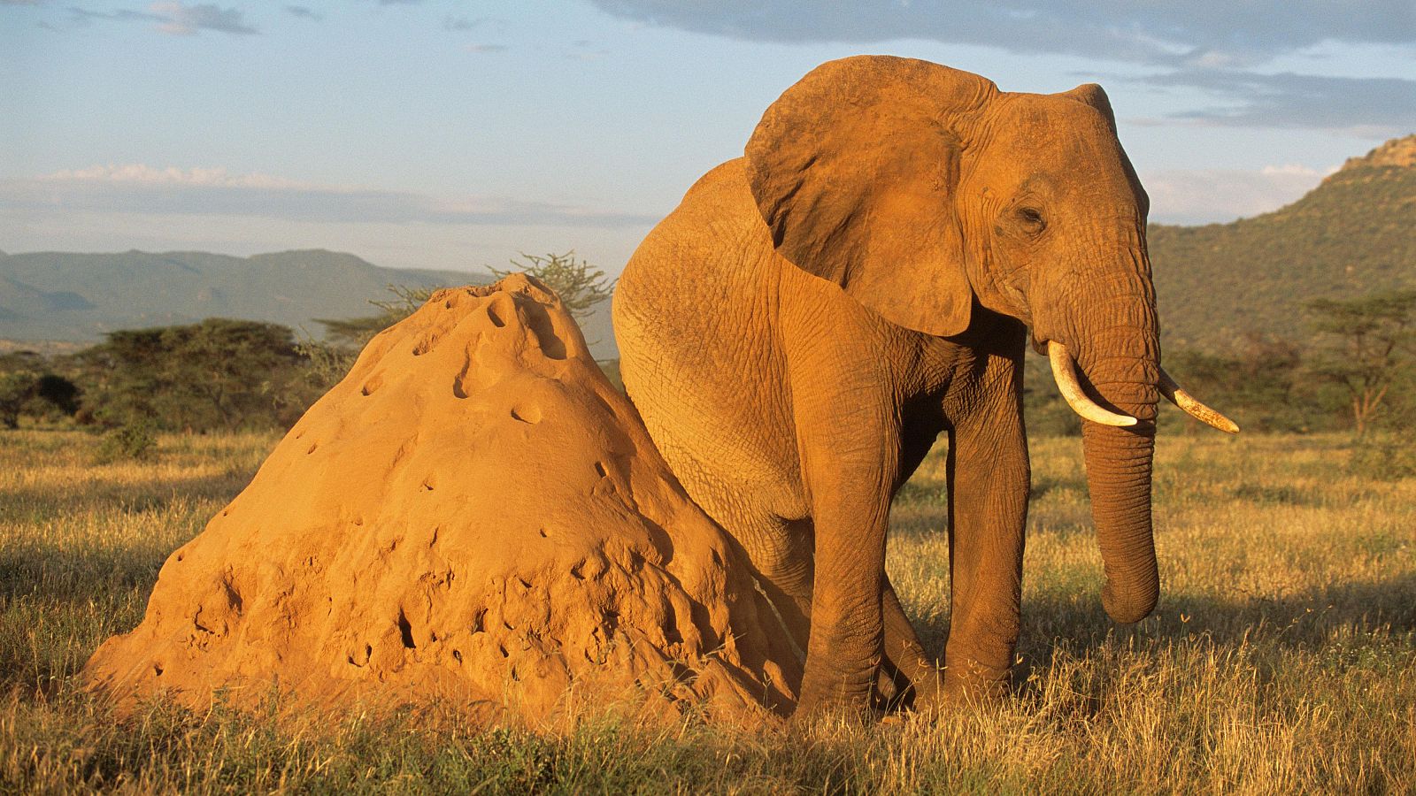 Los termiteros gigantes de África, una arquitectura natural, son incluso visibles desde el espacio