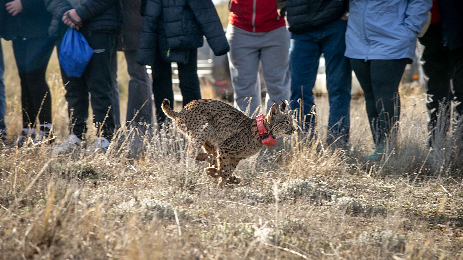 Alumnos del instituto Fray Luis de León de las Pedroñeras durante la suelta de linces