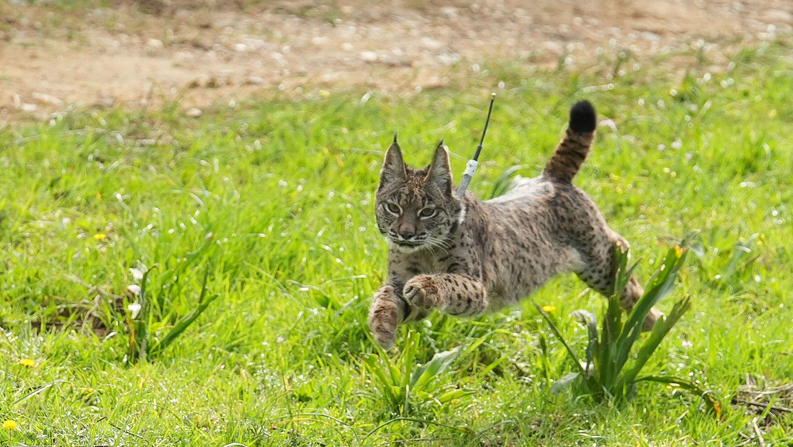 La Junta libera dos ejemplares de lince ibérico en Sierra Morena reforzando "la recuperación de la especie"