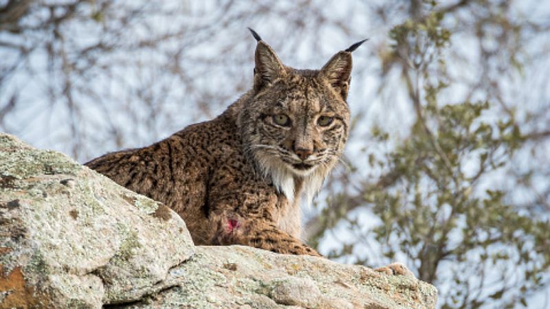 El lince ibérico, el felino más amenazado del mundo