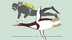 Pingüinos prehistóricos del tamaño de un hombre habitaron en Nueva Zelanda