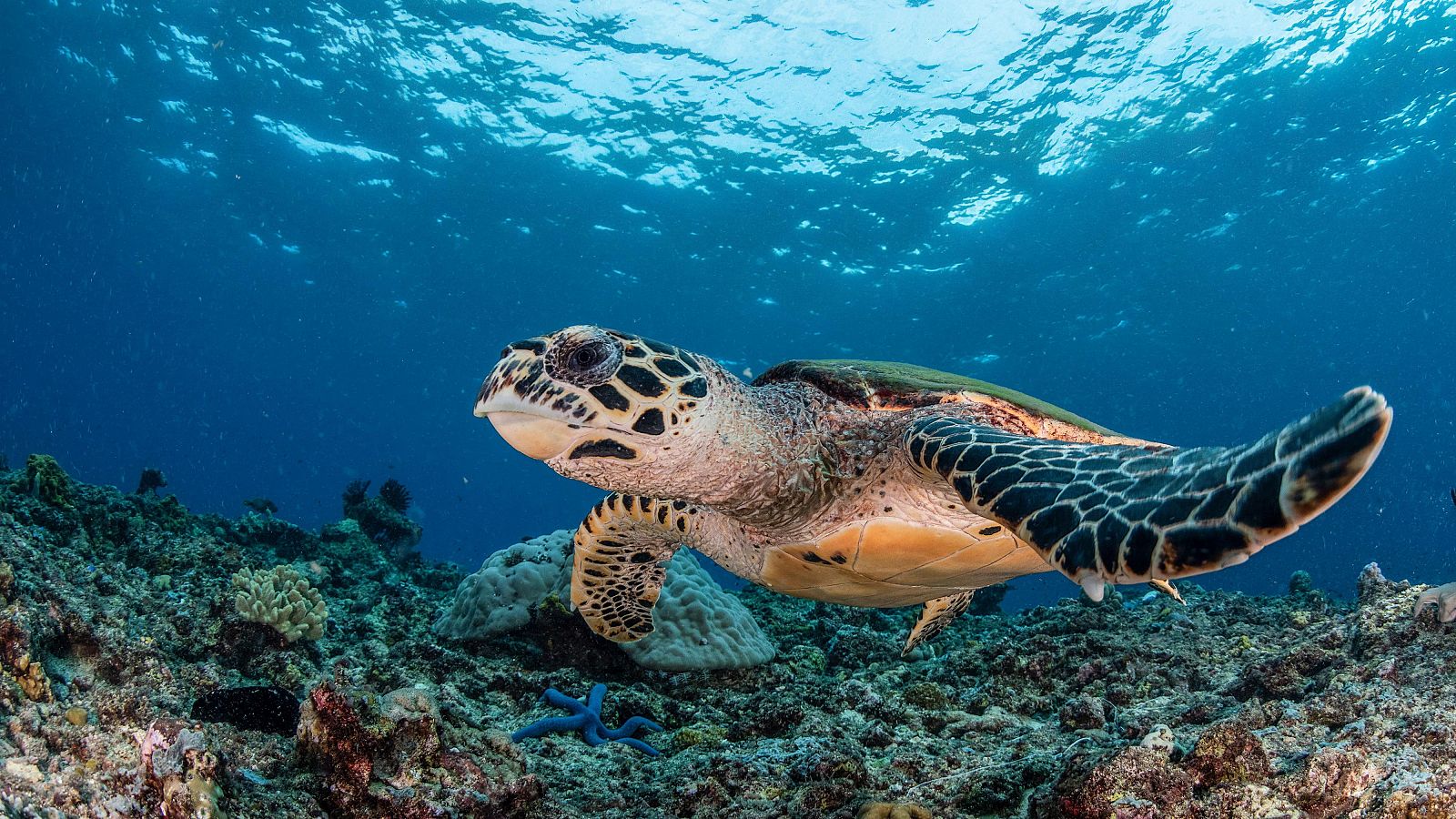 Las tortugas marinas anidan antes en respuesta al cambio climático