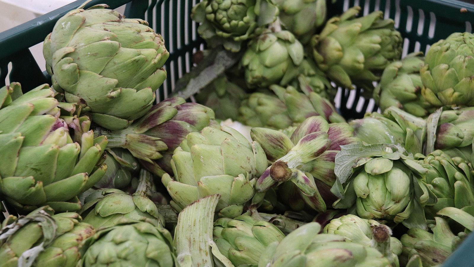 Caixa de carxofes salvades del malbaratament a través de la fundació Espigoladors | ACN