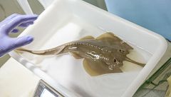 Nace el primer pez guitarra en el Oceanogràfic de Valencia, una especie en peligro crítico de extinción