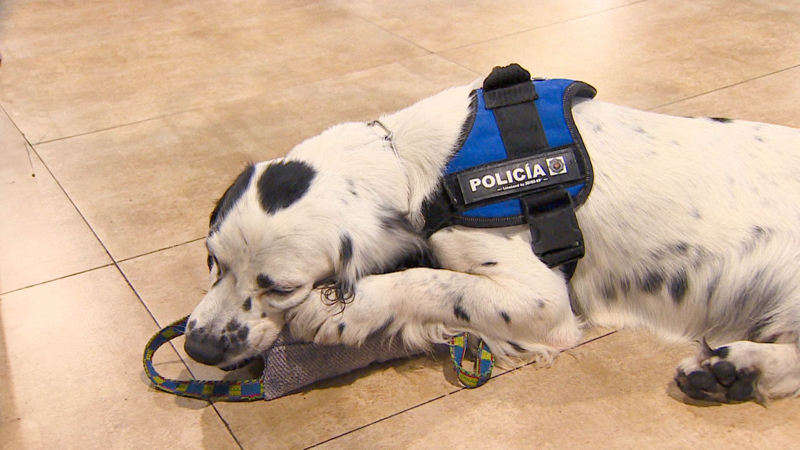 Narco forma parte de la Unidad Canina de la Policía Nacional