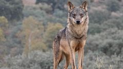 La situación legal del lobo no cambiará en España pese a la menor protección acordada en Europa