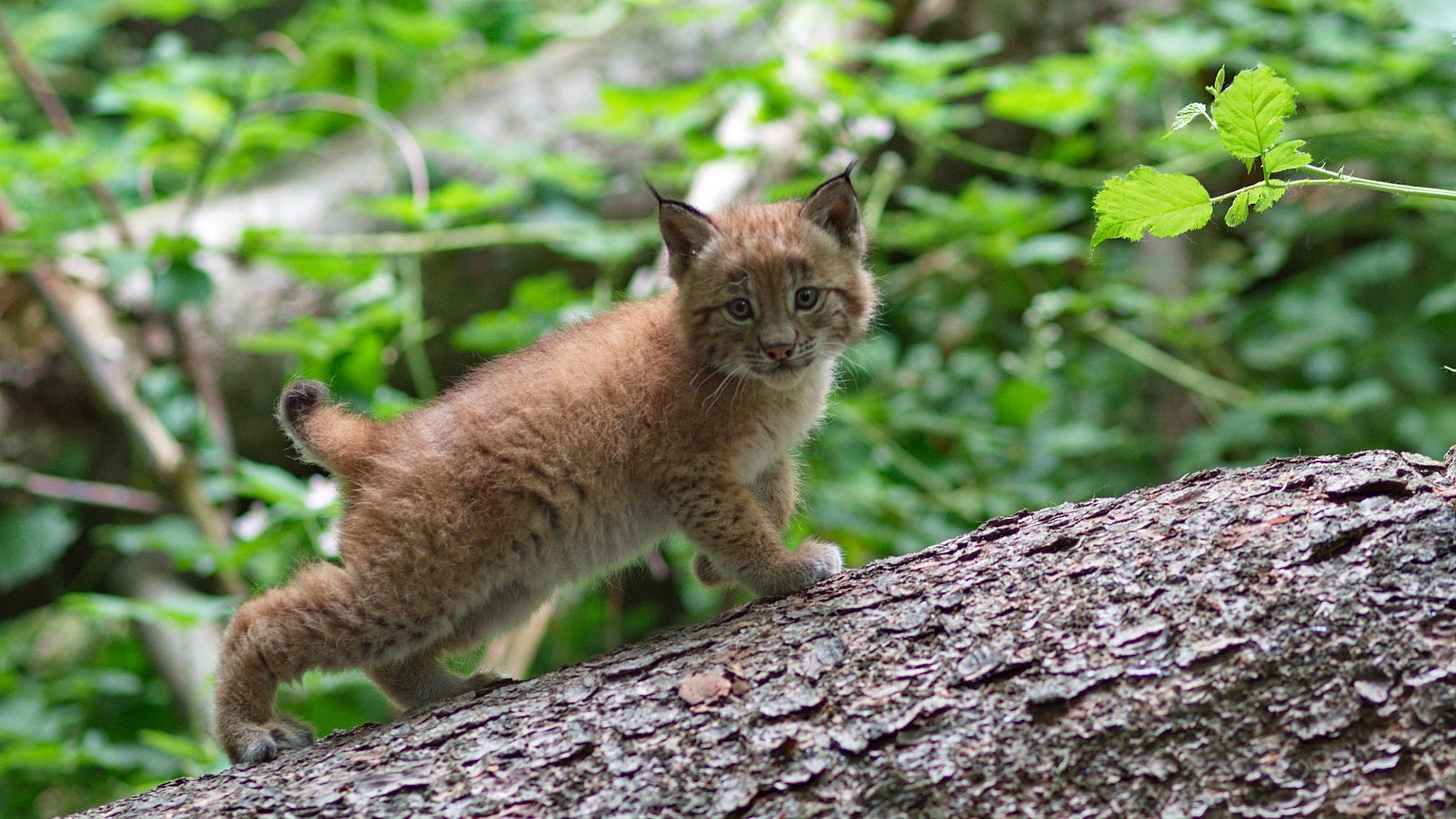Nacimiento de tres linces en la Olivilla