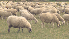 La lana almacenada se podrá usar como abono en el campo aragonés