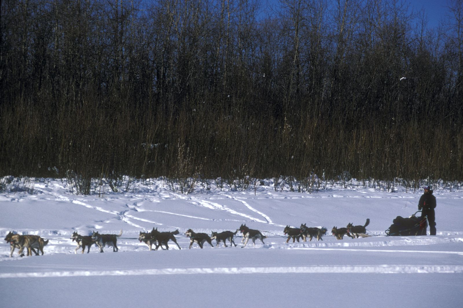 La Iditarod es la carrera de trineos tirados por perros más bella y dura de cuantas se celebran en el mundo