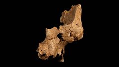 La cara del "primer europeo" hallada en Atapuerca corresponde a una especie nueva en el continente
