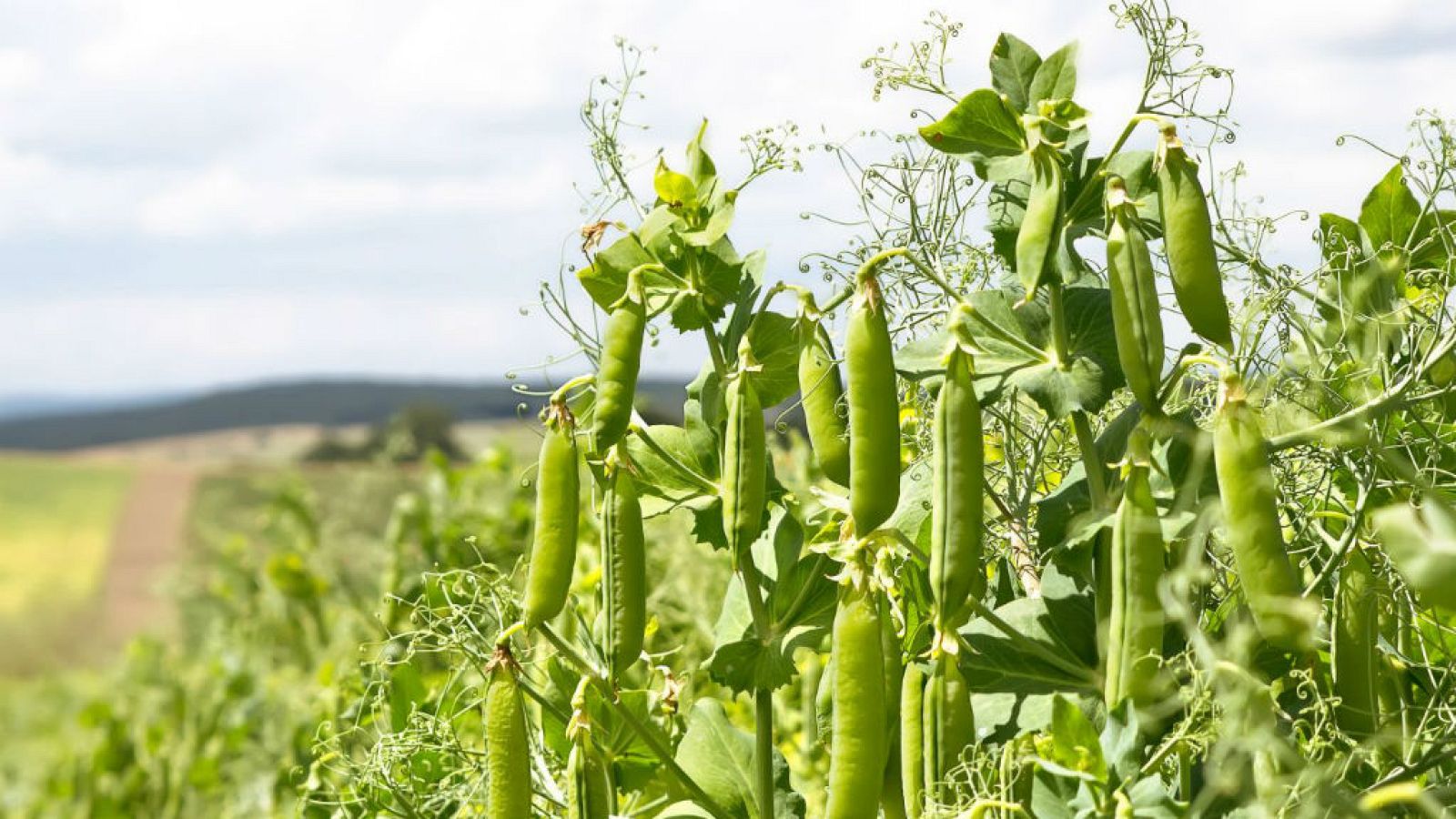 Cómo plantar habas y guisantes