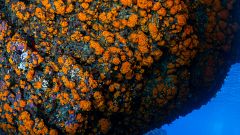 Un equipo de biólogos marinos descubre dos nuevas especies de coral en la costa de Granada
