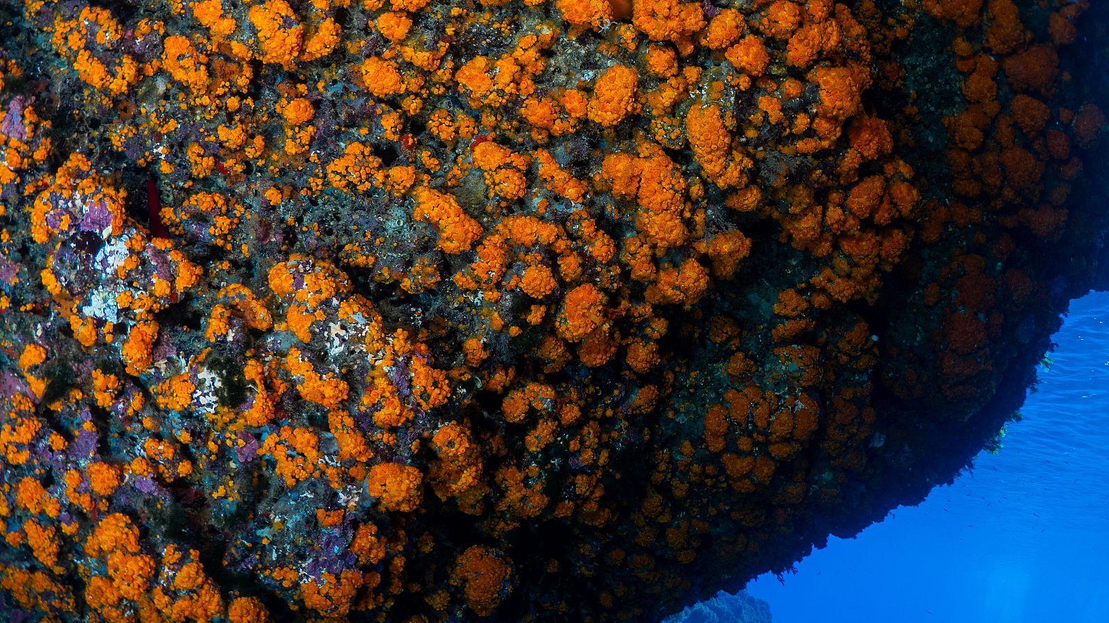 Un equipo de biólogos marinos descubren dos nuevas especies de coral en la Costa de Granada