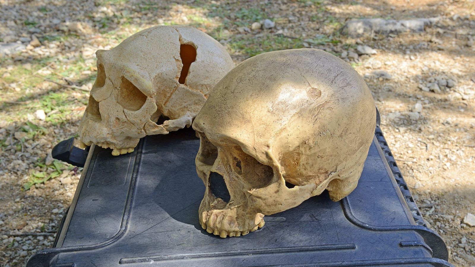 Atapuerca descubre el rostro humano más antiguo de Europa.