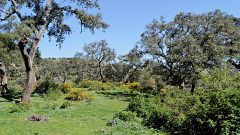 Andalucía es cada vez más verde, aunque sigue siendo una de las regiones más amenazadas por la aridez