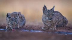 Se elevan a 14 los linces nacidos en Doñana esta temporada tras dos crías de Támesis en un parto "inédito"