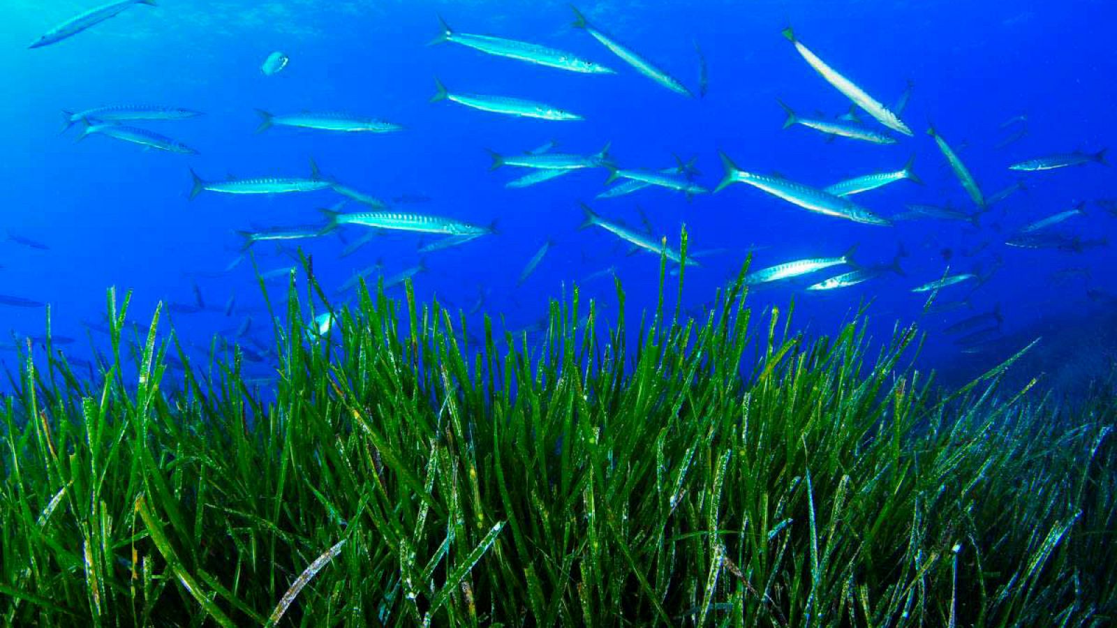 Un banco de espetones nada sobre una pradera de posidonia en Punta Rasa, Formentera.