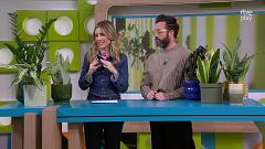 Això és el que has de saber sobre les 5 plantes que necessiten poca llum per sobreviure