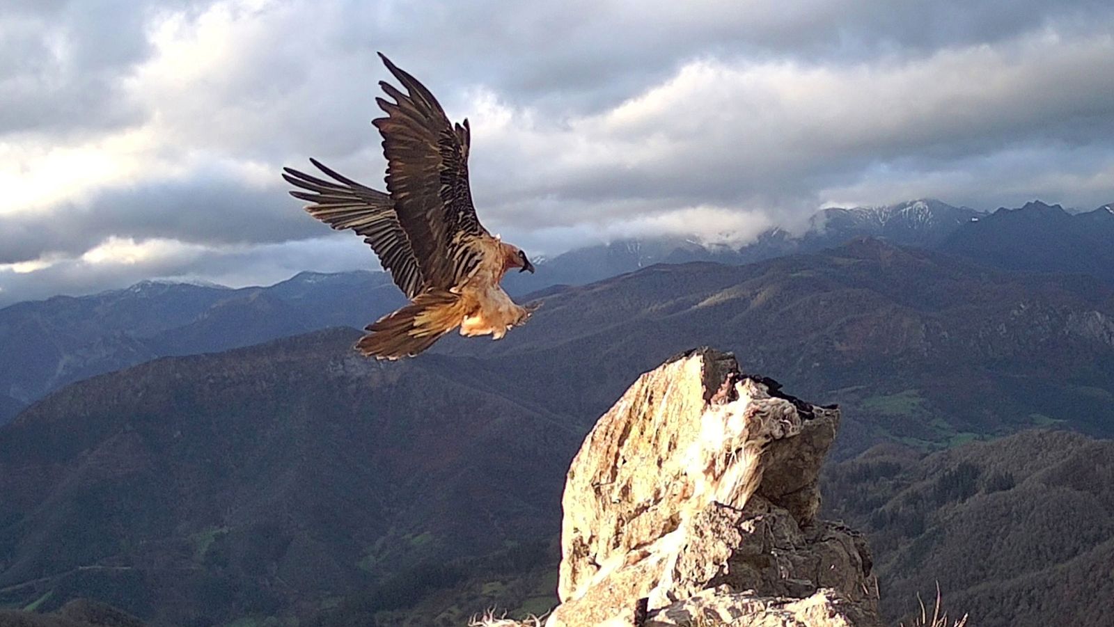 Un ejemplar de quebrantahuesos en los Picos de Europa