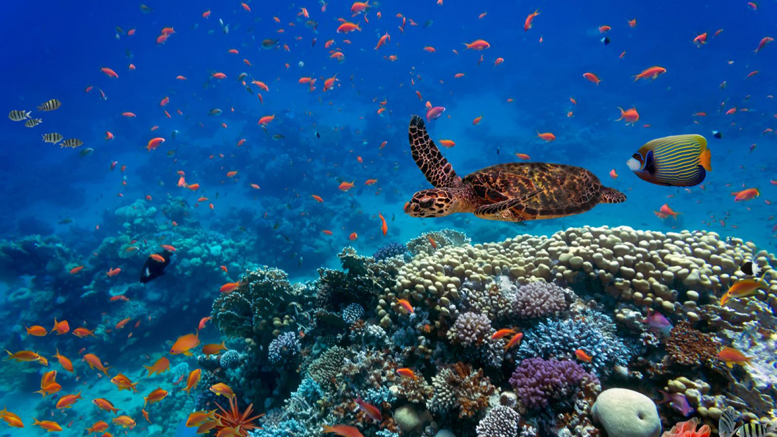 Un ecosistema marino