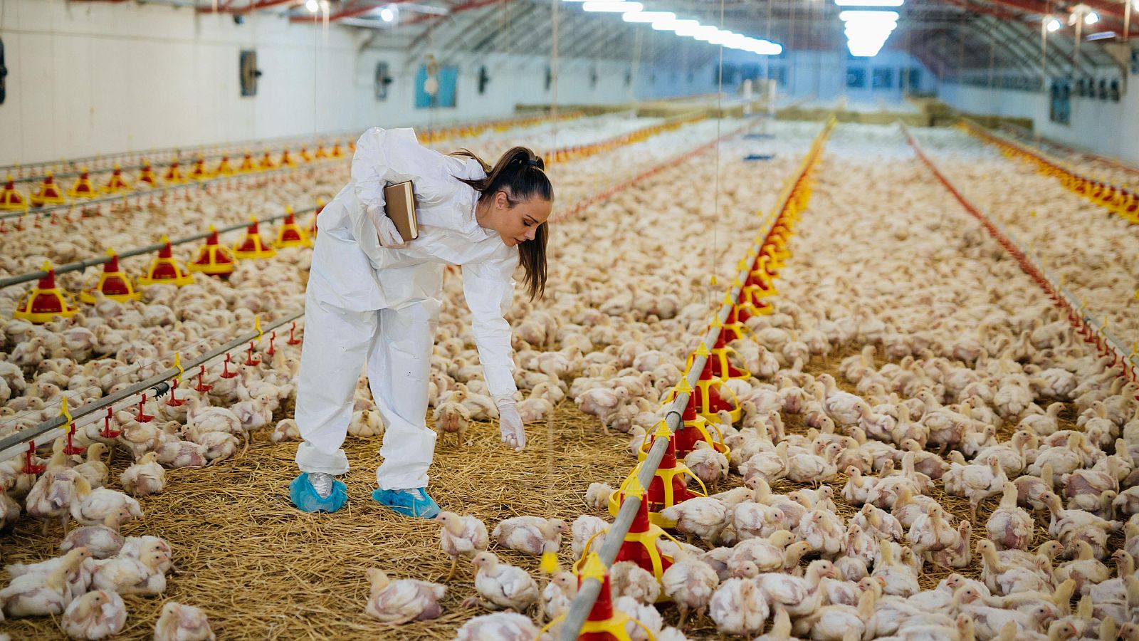 Aumentan las medidas de bioseguridad en las granjas de aves