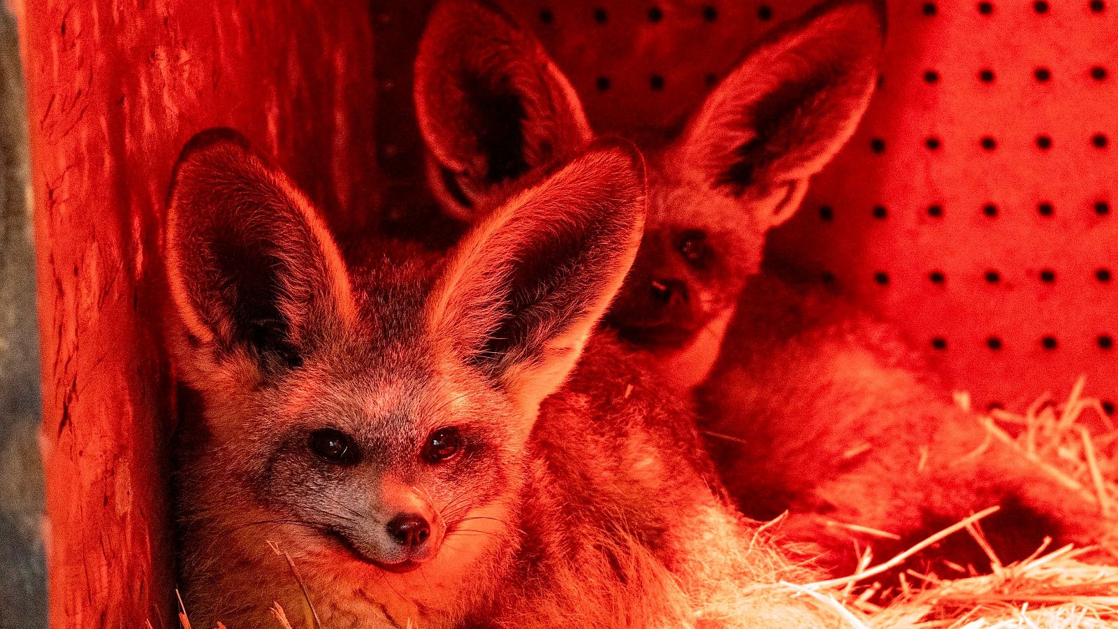 Bioparc Valencia da la bienvenida a dos zorros orejudos