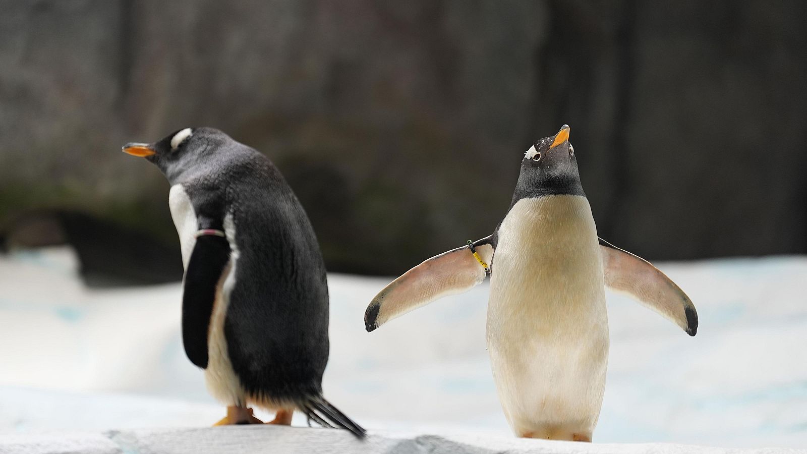 Los aranceles de Trump llegan a unas islas habitadas solo por pingüinos y focas