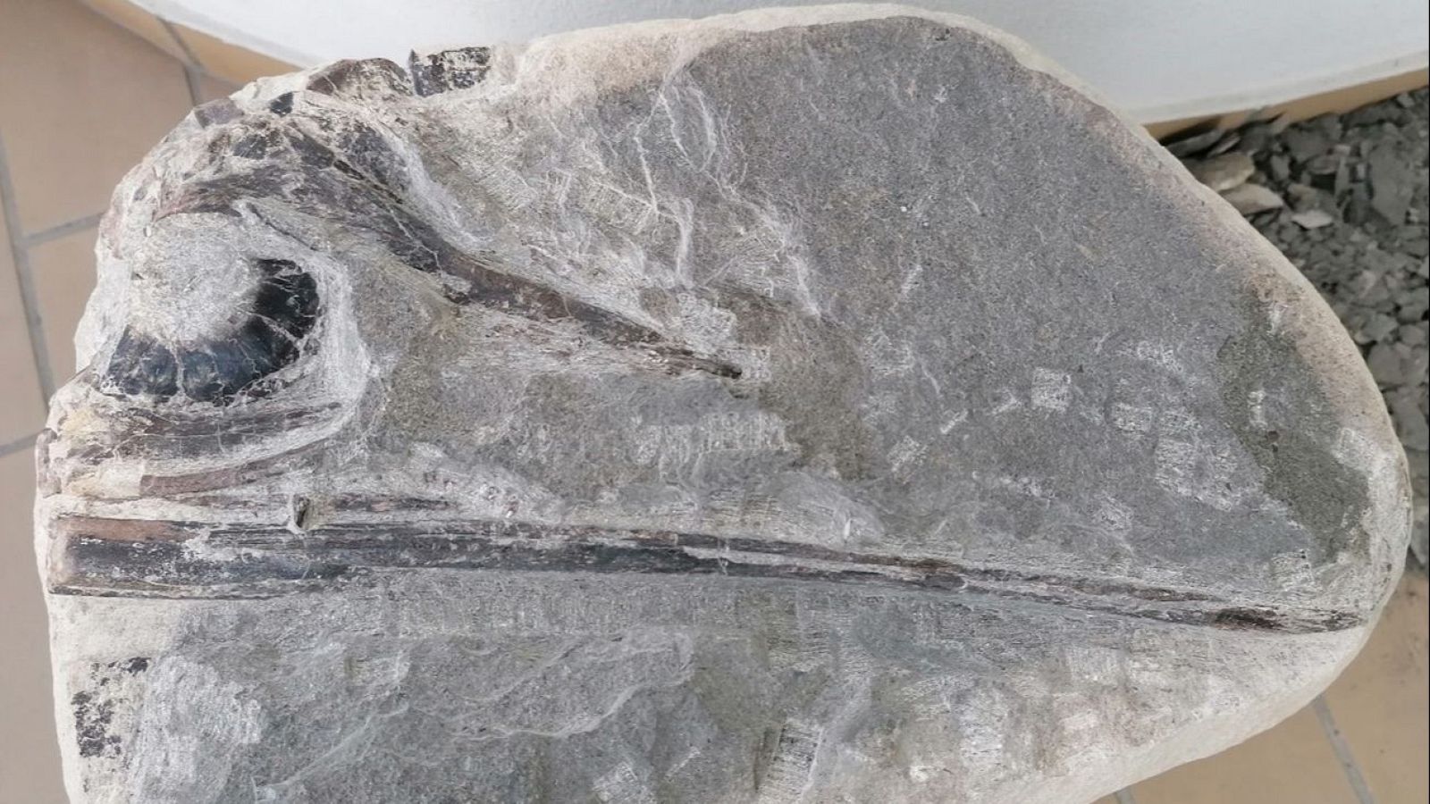 Identificada una nueva especie de ictiosaurio en la costa atlántica portuguesa