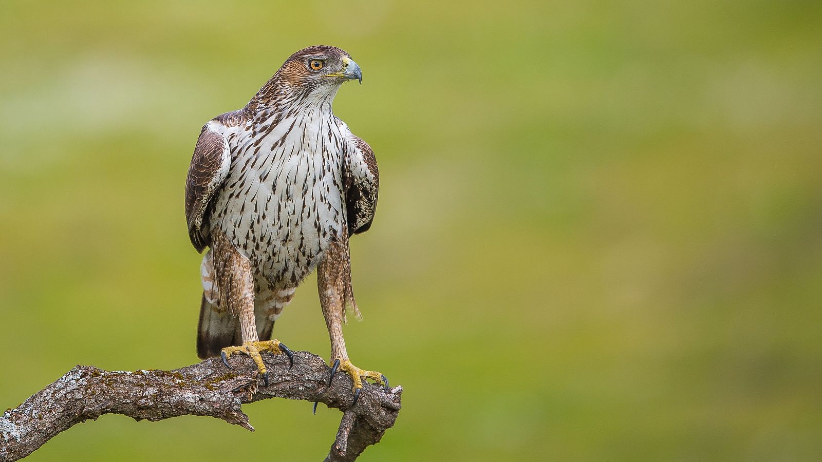 Ejemplar de águila perdicera en la rama de un árbol
