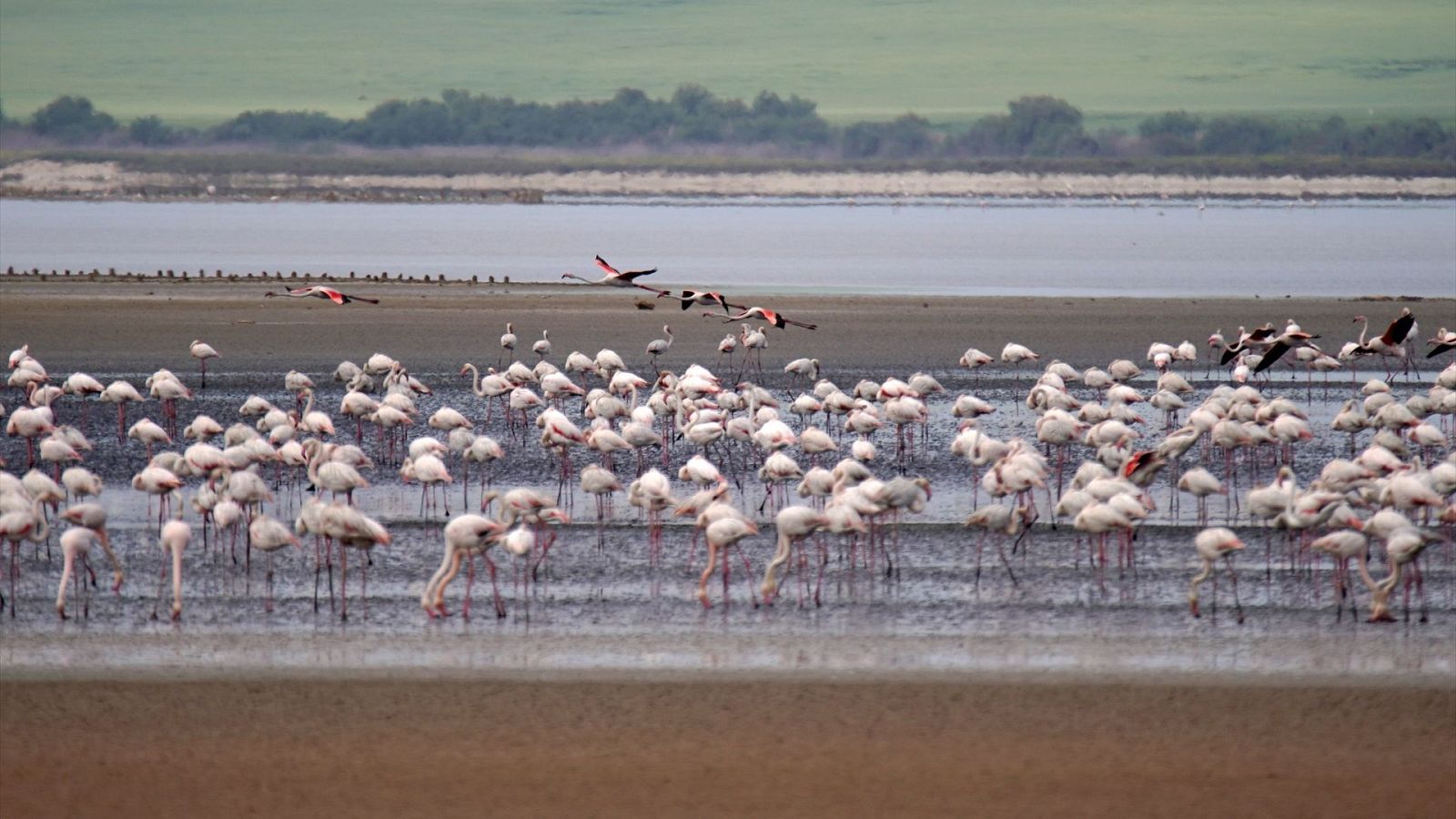 Flamencos en Fuente de Piedra, Málaga