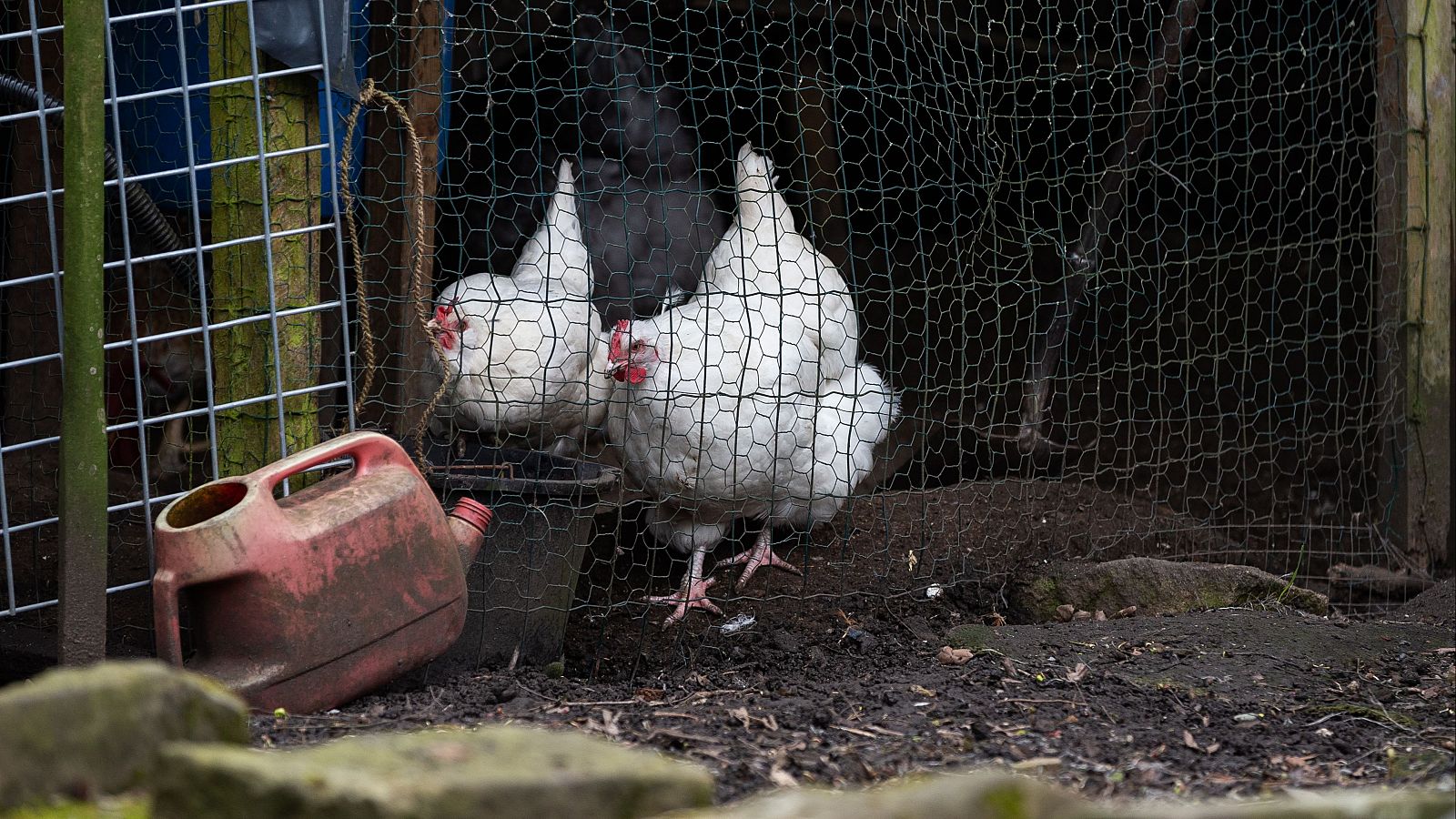 Gallinas domésticas en Holmfirth, Gran Bretaña