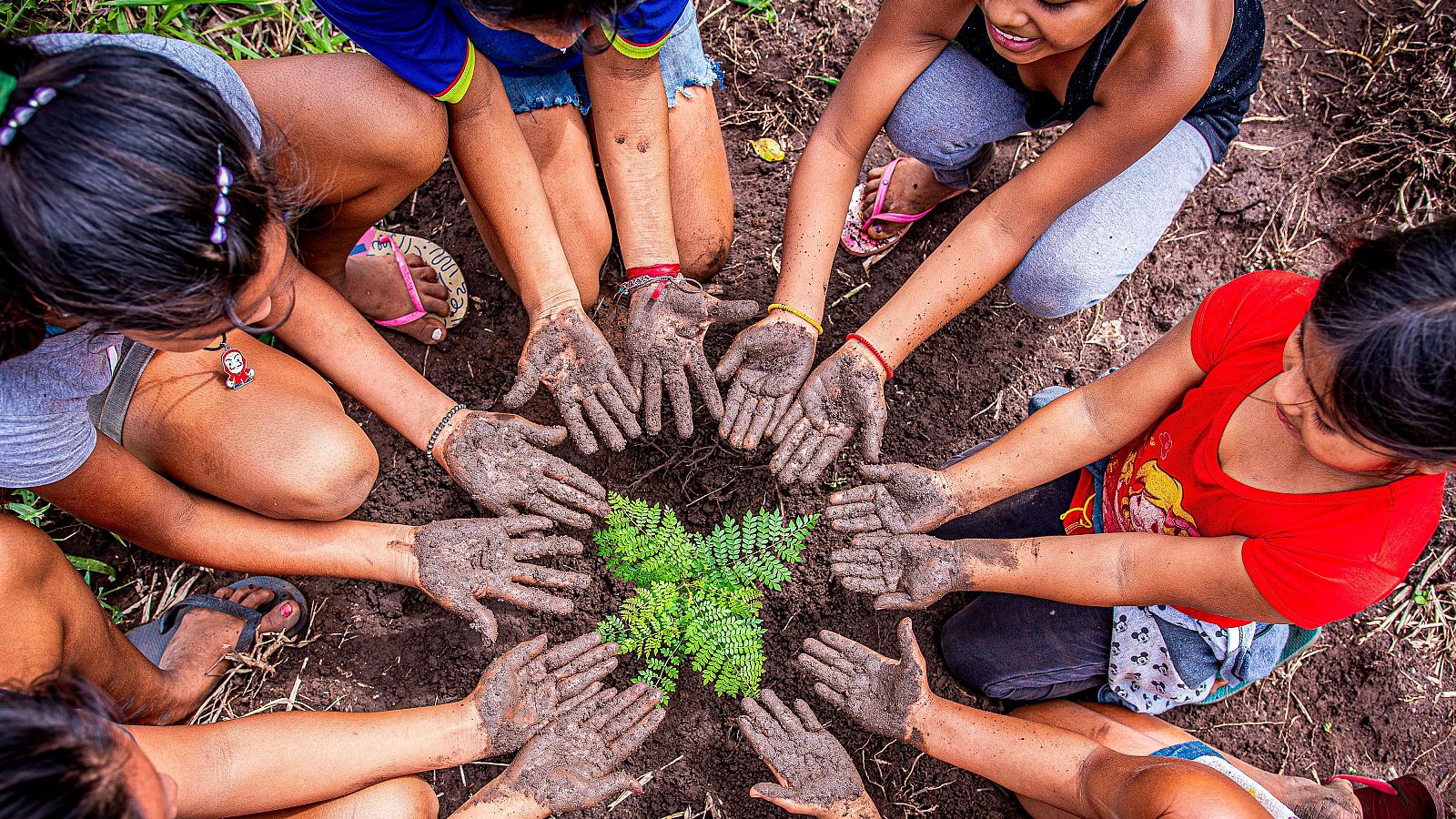 La manos de siete niñas se unen para remover la tierra y plantar un árbol