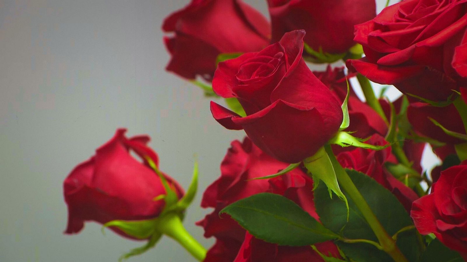 El gremi de floristes preveu vendre 7 milions de roses durant la jornada