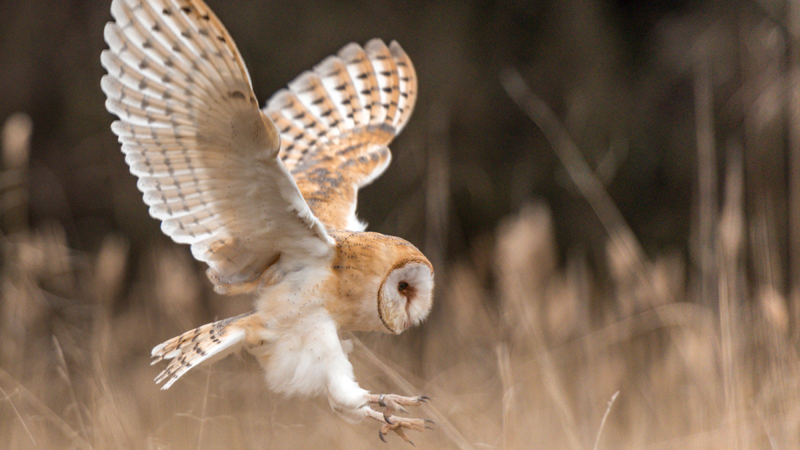 Vuelo de una lechuza ('Tyto alba').
