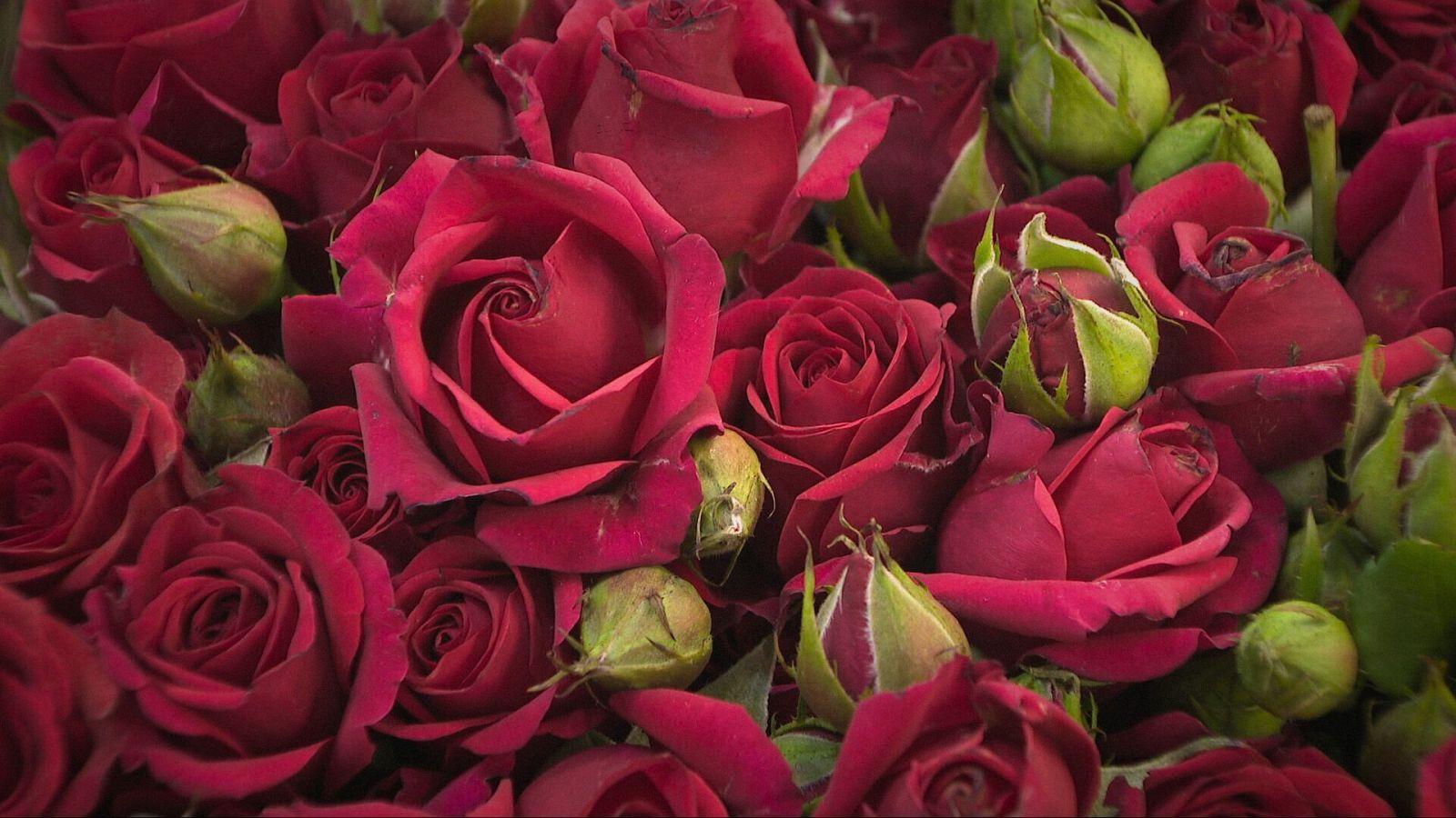 La rosa Freedom serà de nou “la reina”