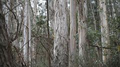 El eucalipto es la principal causa de la disminución de aves en los bosques del noroeste español