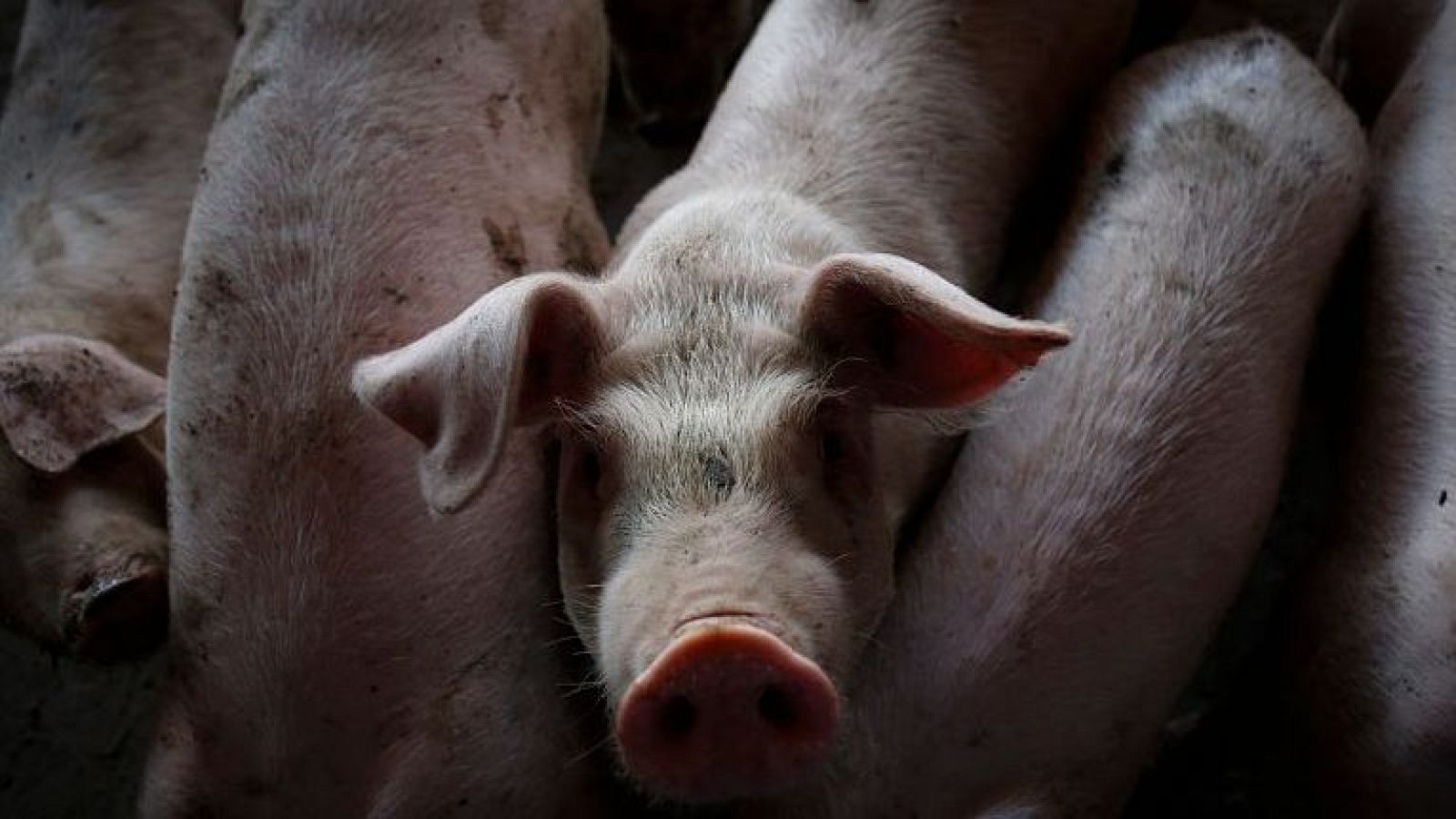 Els productors de porcí de Lleida, confiats amb la guerra d'aranzels