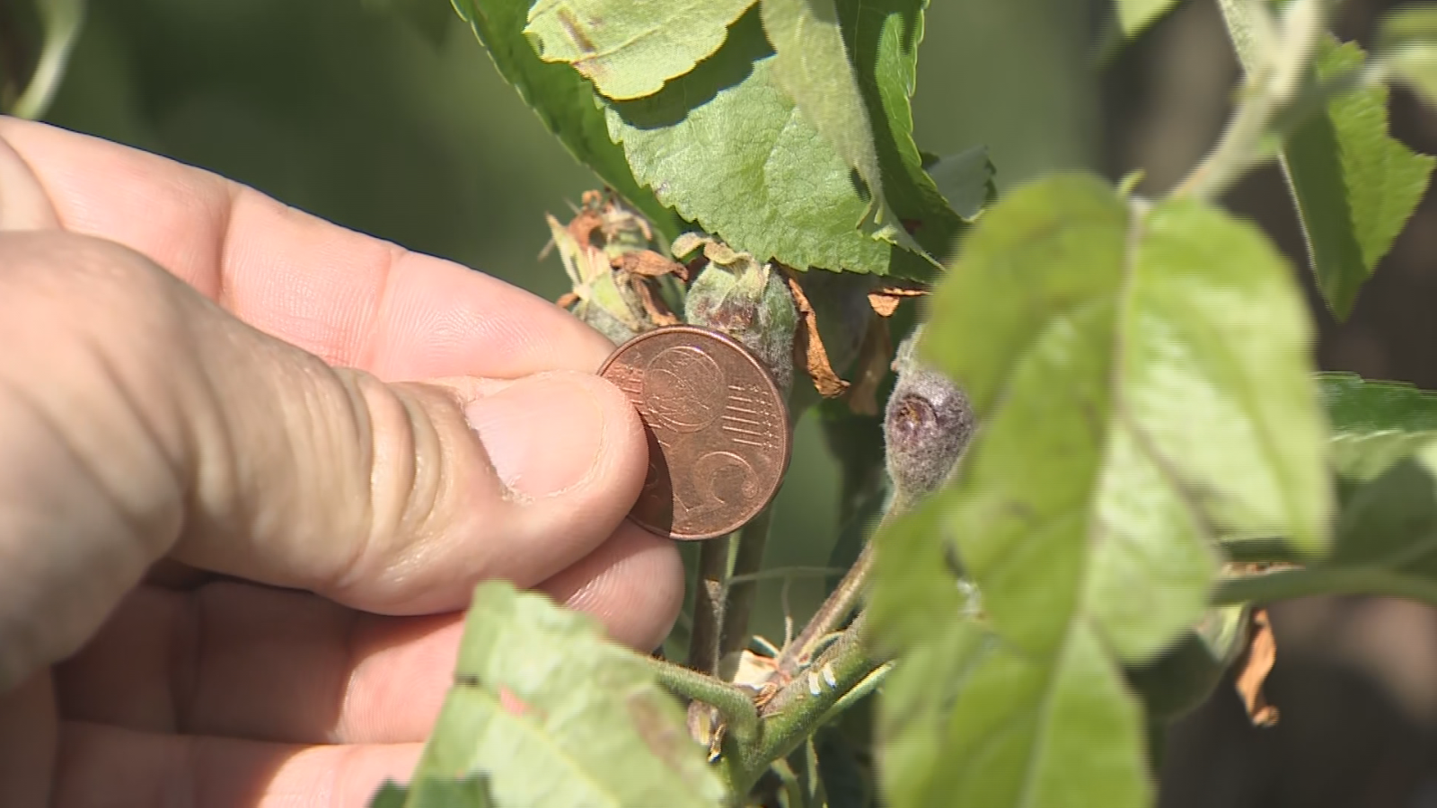 El president d'ASAJA mostra l'afectació de la forta calamarsada d'aquest dissabte