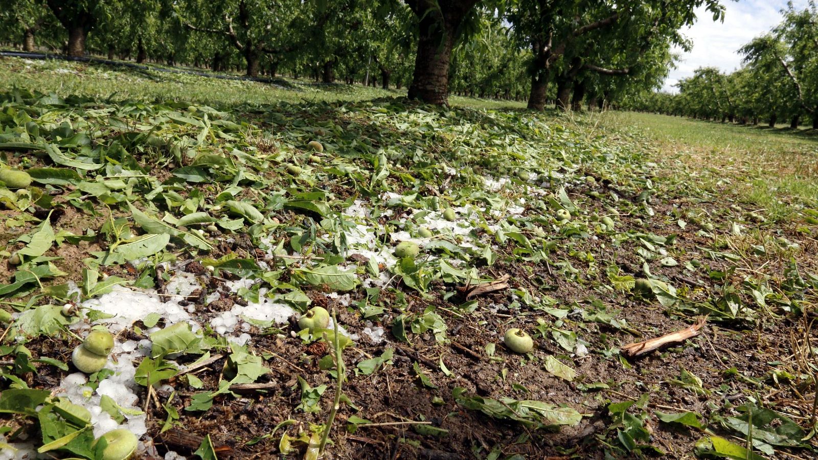 Fruita caiguda a terra en una explotació de paraguaians a Alcarràs (Segrià)