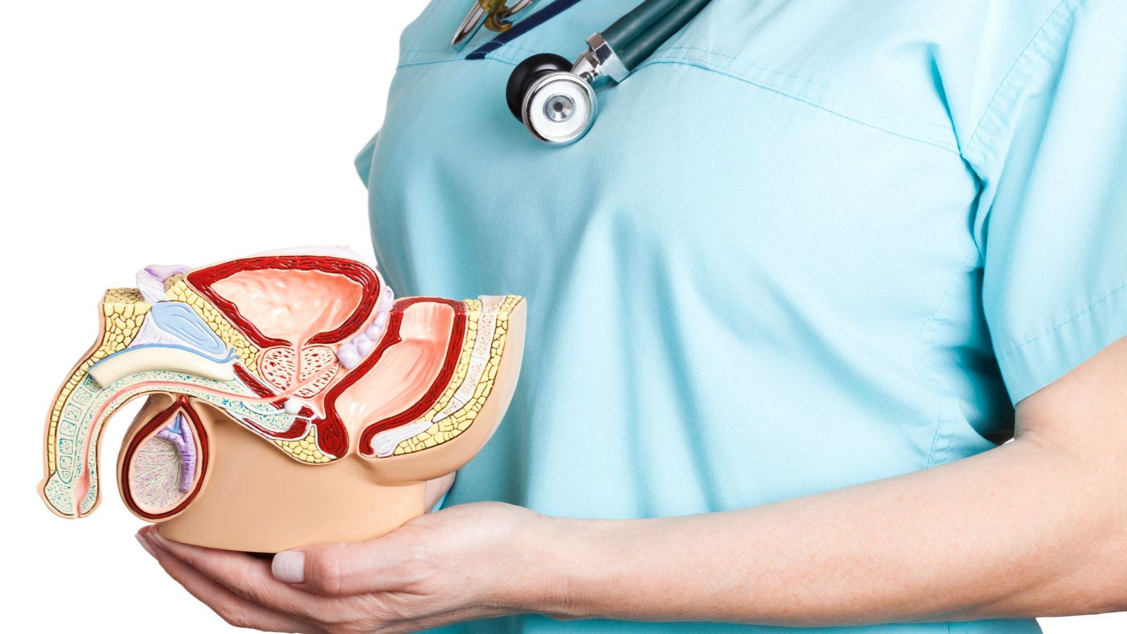 El pene: ese gran desconocido, en 'Memoria de delfín'.