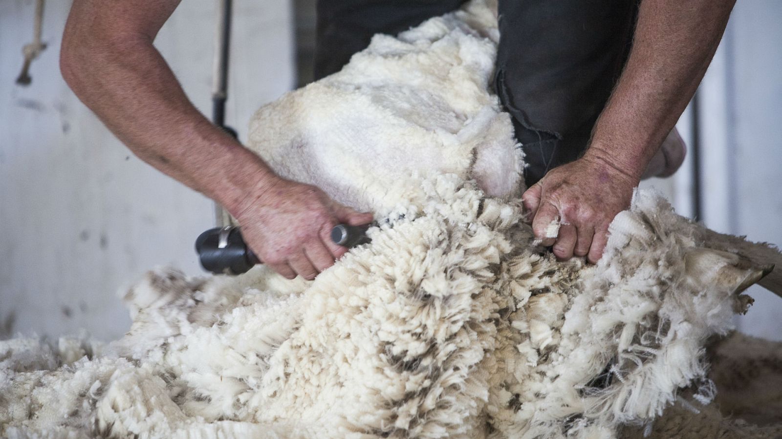 ¿Qué le pasa a una oveja si no la esquilan?