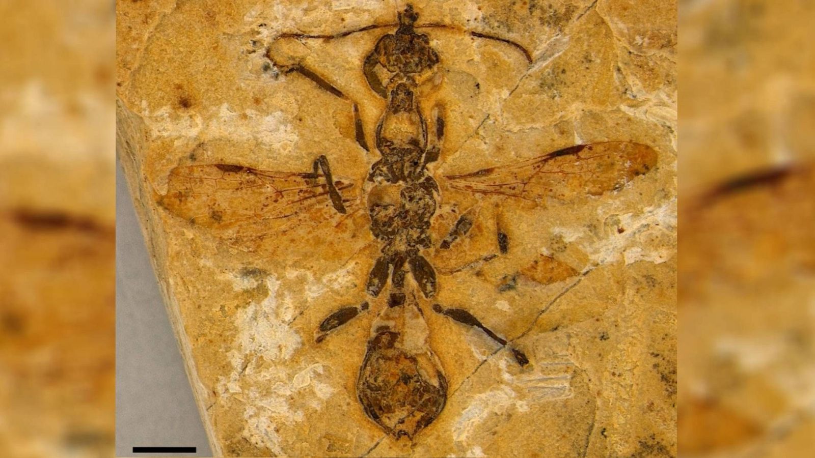 Un ejemplar de 113 millones de años es ahora la hormiga fósil más antigua