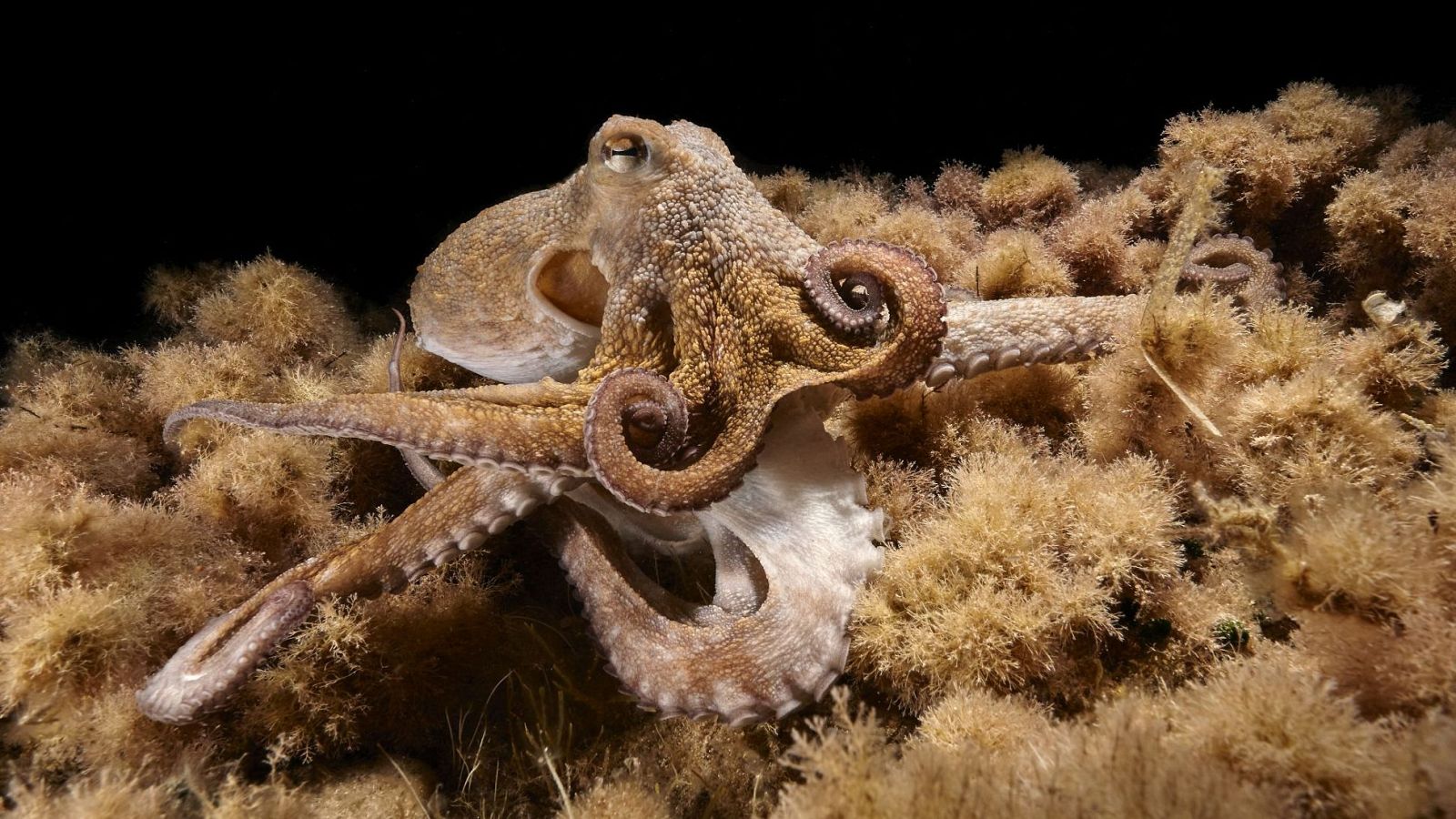 Un pulpo de Ibiza duplica un tentáculo herido y utiliza los dos de forma independiente