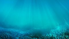 El calentamiento global cuadruplica el agua sin oxígeno de los océanos en los últimos cincuenta años